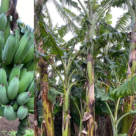 Casa Hortencias By Azoresrent Farroupo