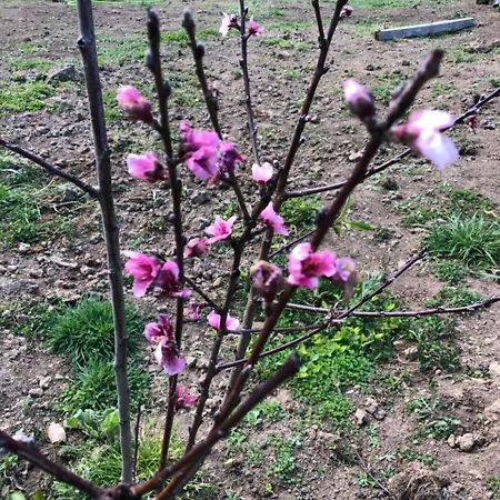 Casa Hortencias By Azoresrent Prázdninový dům